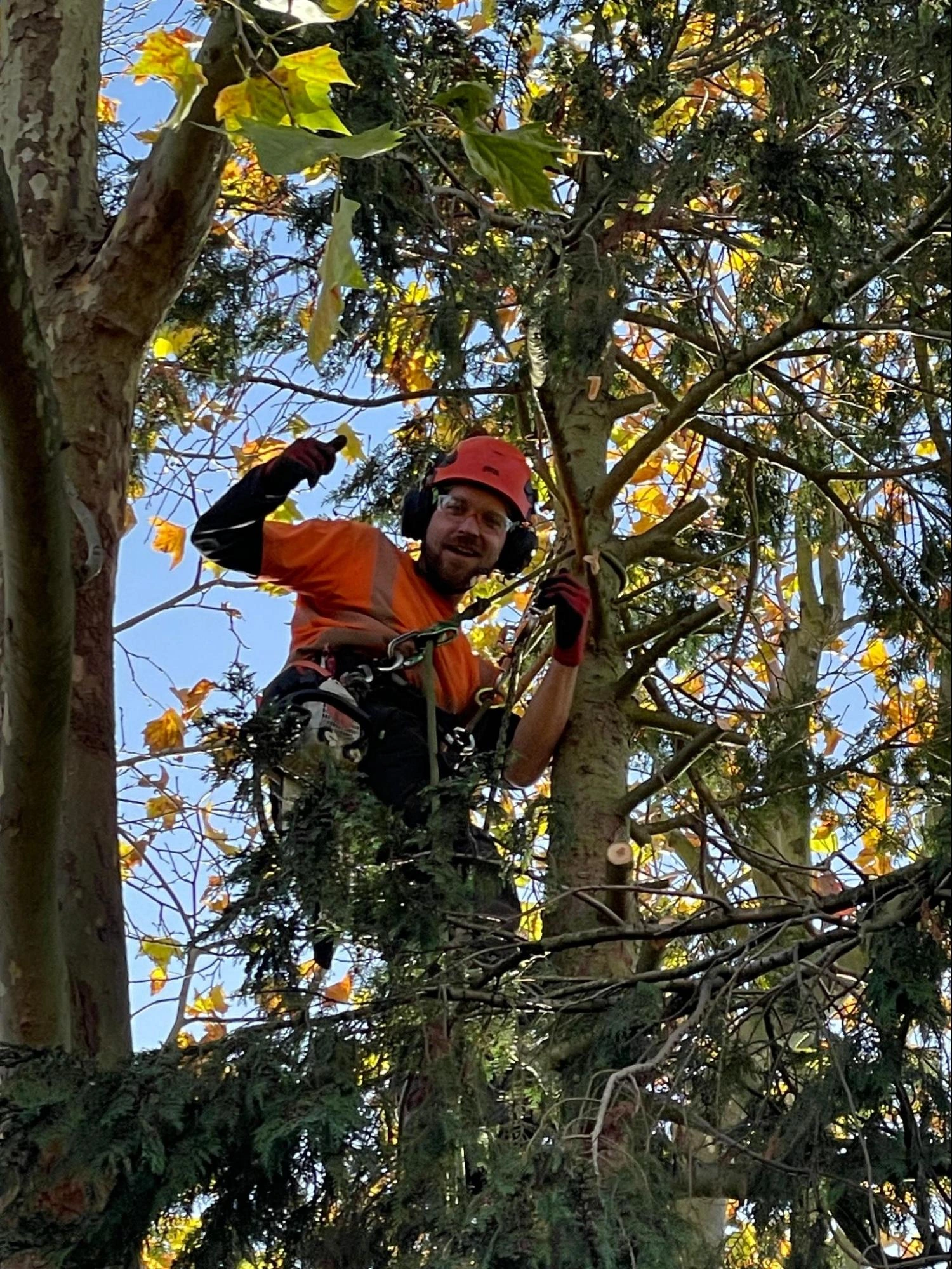 Leyton Tree Care Experts